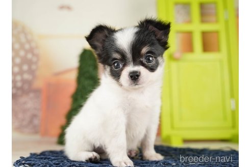 成約済の千葉県のチワワ(ロングコート)-255207の1枚目