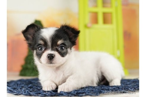 成約済の千葉県のチワワ(ロングコート)-255207の4枚目