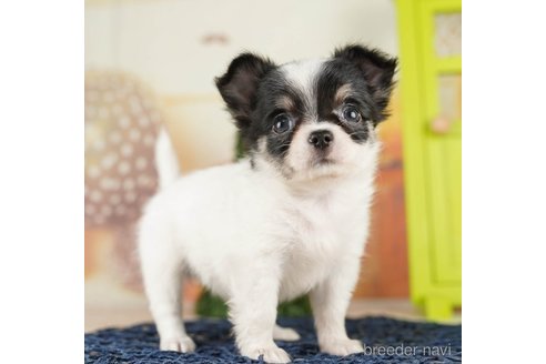 成約済の千葉県のチワワ(ロングコート)-255207の3枚目