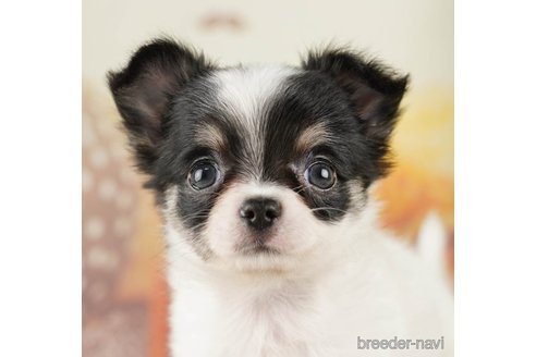 成約済の千葉県のチワワ(ロングコート)-255207の5枚目