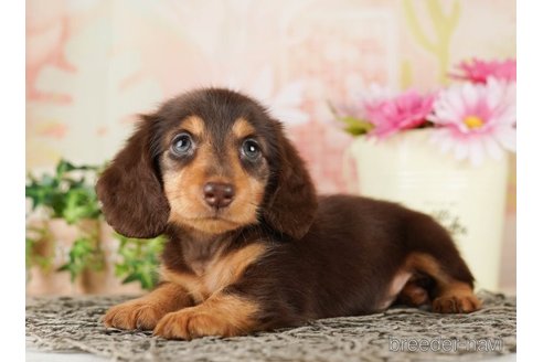 成約済の千葉県のミニチュアダックスフンド(ロングヘアード)-255208の2枚目