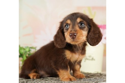 成約済の千葉県のミニチュアダックスフンド(ロングヘアード)-255208の3枚目