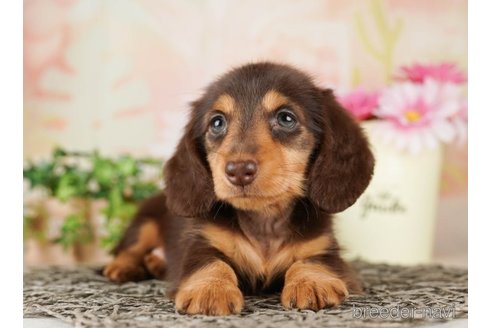 成約済の千葉県のミニチュアダックスフンド(ロングヘアード)-255208の1枚目