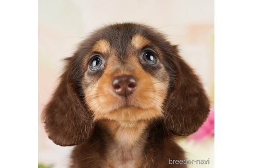 成約済の千葉県のミニチュアダックスフンド(ロングヘアード)-255208の4枚目