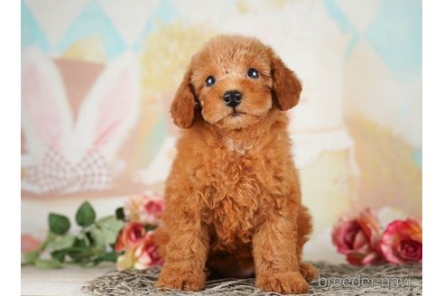 成約済の千葉県のトイプードル-255210の2枚目