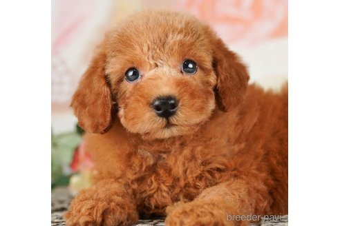 成約済の千葉県のトイプードル-255210の3枚目