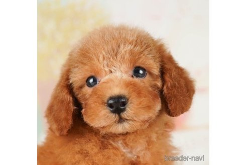 成約済の千葉県のトイプードル-255210の1枚目