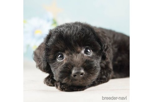 成約済の千葉県のトイプードル-255217の4枚目