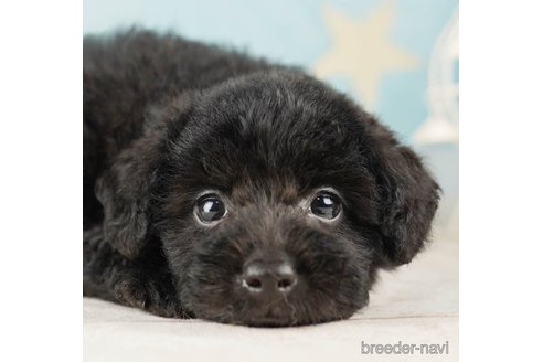 成約済の千葉県のトイプードル-255217の1枚目