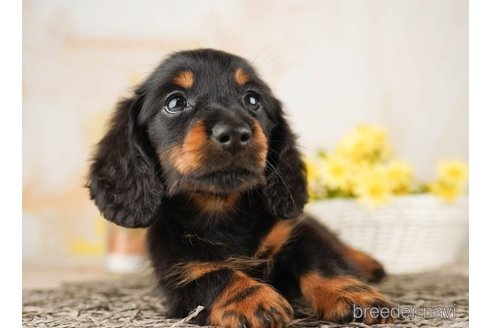 成約済の千葉県のミニチュアダックスフンド(ロングヘアード)-255220の3枚目