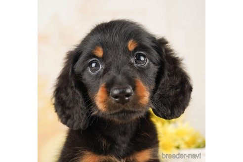 成約済の千葉県のミニチュアダックスフンド(ロングヘアード)-255220の1枚目