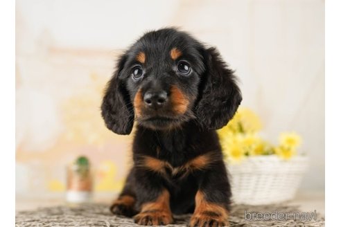 成約済の千葉県のミニチュアダックスフンド(ロングヘアード)-255220の5枚目