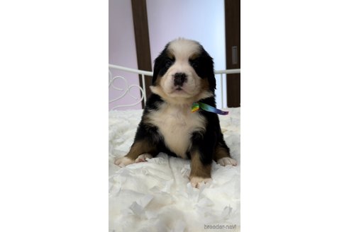 成約済の愛知県のバーニーズマウンテンドッグ-255221の1枚目
