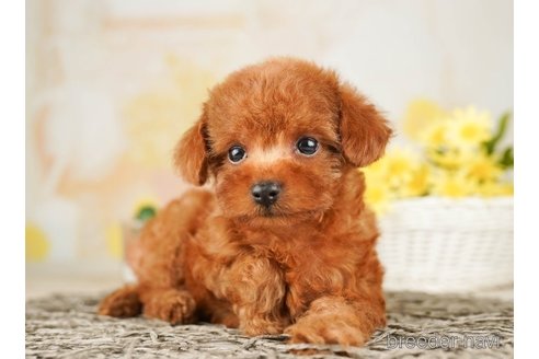 成約済の千葉県のティーカッププードル-255238の3枚目