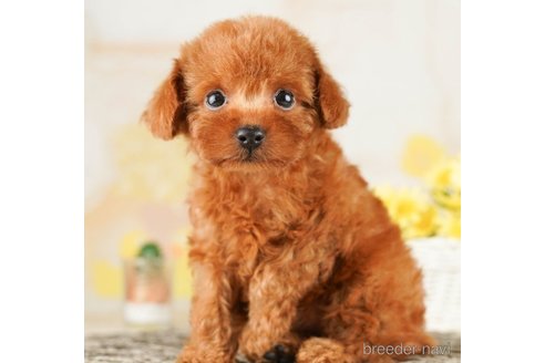 成約済の千葉県のティーカッププードル-255238