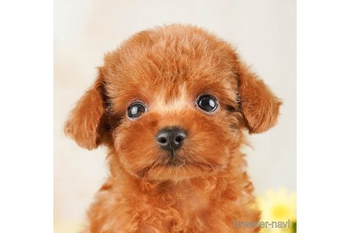 成約済の千葉県のティーカッププードル-255238の4枚目