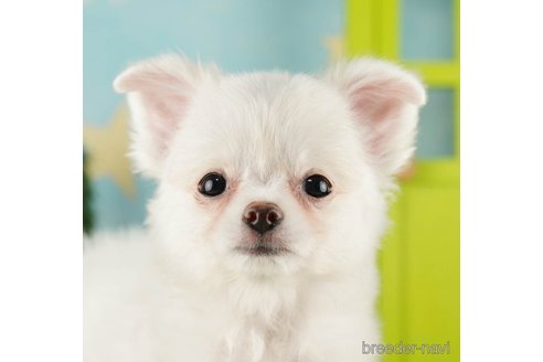 成約済の千葉県のチワワ(ロングコート)-255240