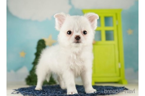 成約済の千葉県のチワワ(ロングコート)-255240の3枚目