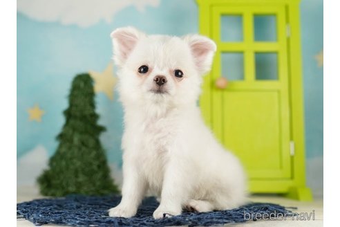 成約済の千葉県のチワワ(ロングコート)-255240の4枚目