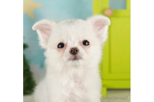 成約済の千葉県のチワワ(ロングコート)-255240の5枚目