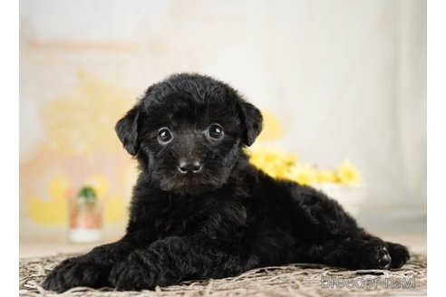 成約済の千葉県のトイプードル-255245の3枚目