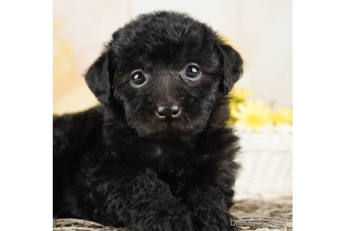 成約済の千葉県のトイプードル-255245の5枚目