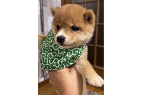 成約済の茨城県の豆柴-254048の2枚目
