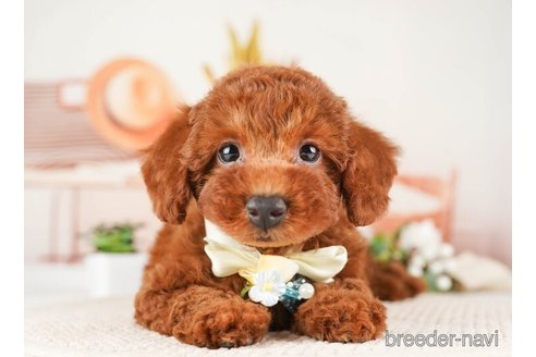 成約済の神奈川県のトイプードル-255275の2枚目