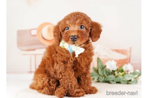 成約済の神奈川県のトイプードル-255275の3枚目