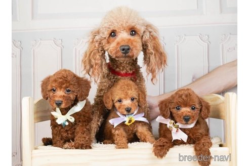 成約済の神奈川県のトイプードル-255275の4枚目