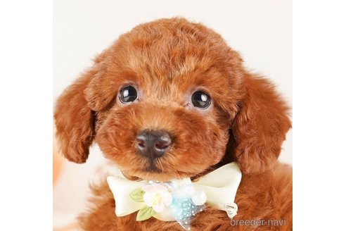 成約済の神奈川県のトイプードル-255275