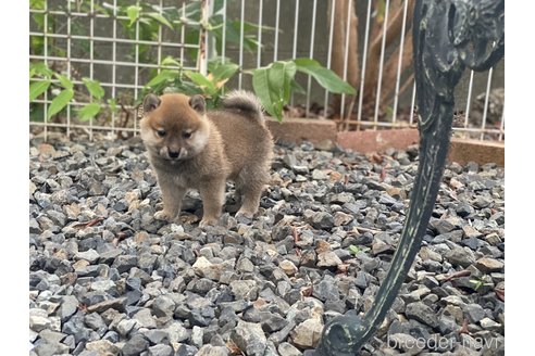 成約済の岡山県の柴犬-249580の5枚目