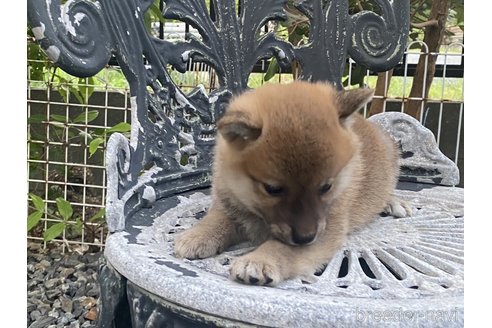 成約済の岡山県の柴犬-249580の3枚目