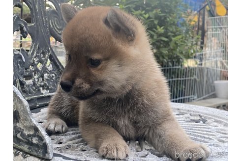 成約済の岡山県の柴犬-249580の2枚目