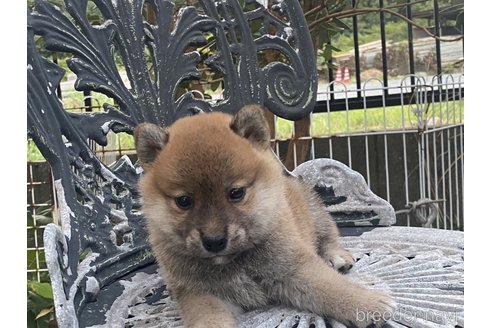 成約済の岡山県の柴犬-249580