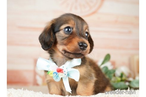 成約済の神奈川県のミニチュアダックスフンド(ロングヘアード)-255277の2枚目