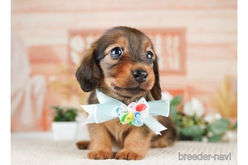 成約済の神奈川県のミニチュアダックスフンド(ロングヘアード)-255277の3枚目