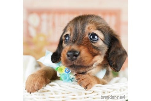 成約済の神奈川県のミニチュアダックスフンド(ロングヘアード)-255277