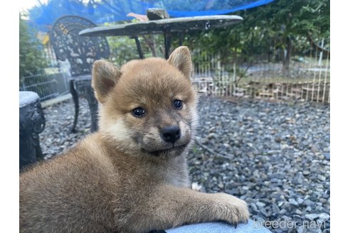 成約済の岡山県の柴犬-249582の5枚目