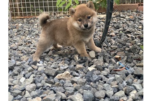 成約済の岡山県の柴犬-249582の3枚目