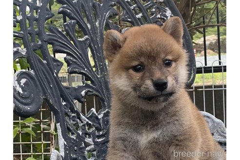 成約済の岡山県の柴犬-249582