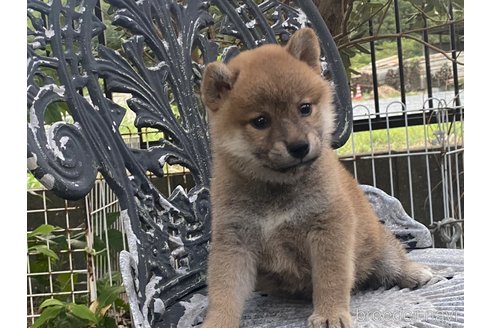 成約済の岡山県の柴犬-249582の2枚目