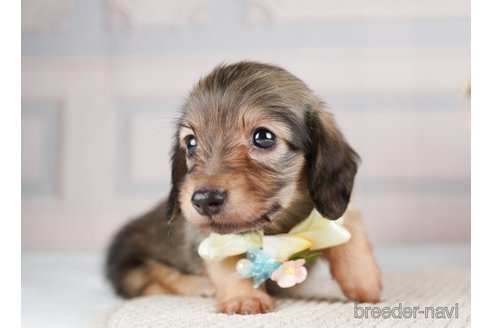 成約済の神奈川県のミニチュアダックスフンド(ロングヘアード)-255279の2枚目