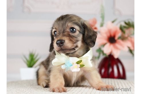 成約済の神奈川県のミニチュアダックスフンド(ロングヘアード)-255279の3枚目