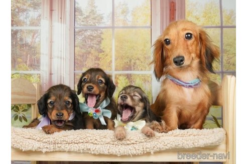 成約済の神奈川県のミニチュアダックスフンド(ロングヘアード)-255279の4枚目