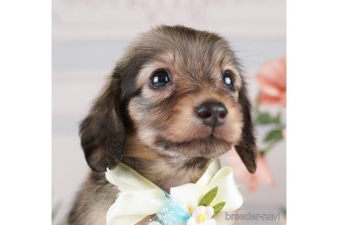 成約済の神奈川県のミニチュアダックスフンド(ロングヘアード)-255279の5枚目