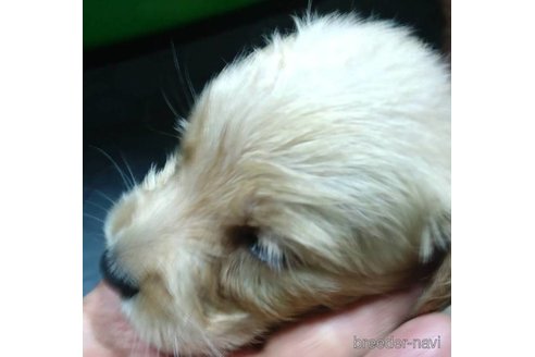 成約済の兵庫県のゴールデンドゥードル:ゴールデンレトリーバー×プードル-255309の1枚目
