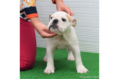 成約済の岡山県のブルドッグ-247989の5枚目