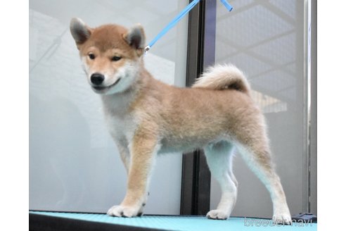 成約済のの柴犬-255335