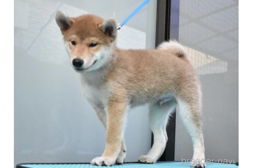 成約済の神奈川県の柴犬-255335の4枚目